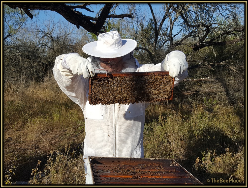 Bee Safety