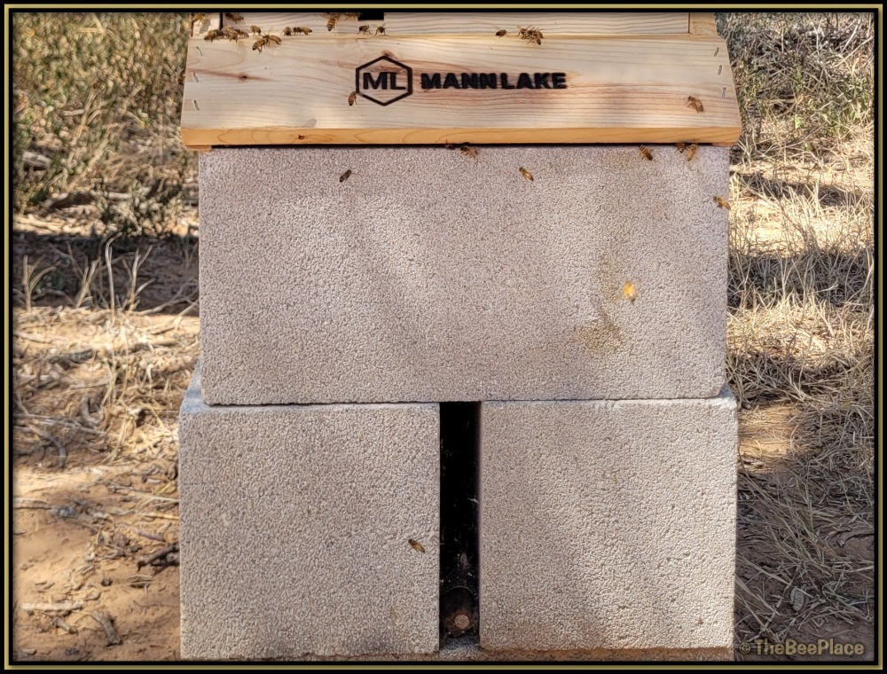 Bee hive elevated on stacked concrete block stand in a backyard apiary