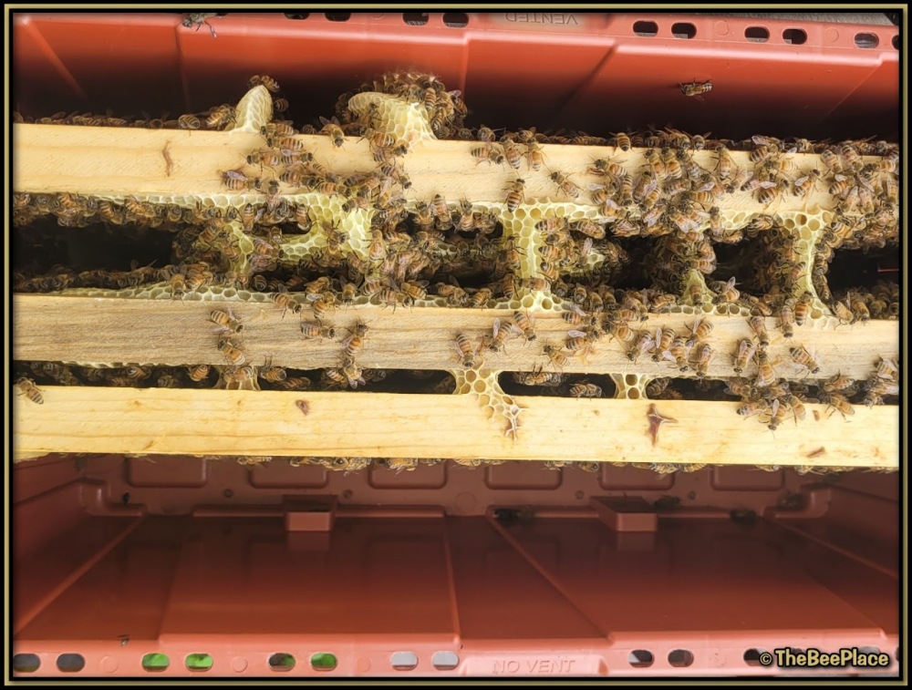 Wild comb built between hive frames caused by empty space in the hive