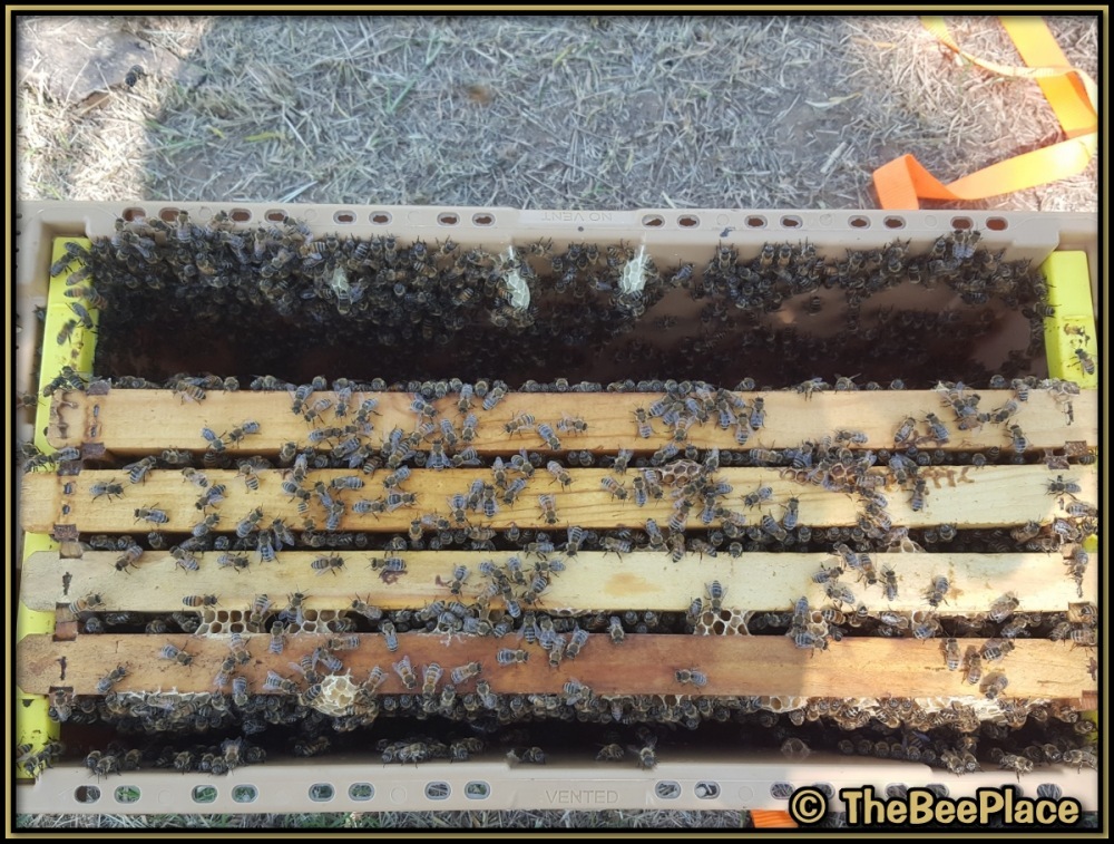Top view of bees covering frames inside nuc transport box