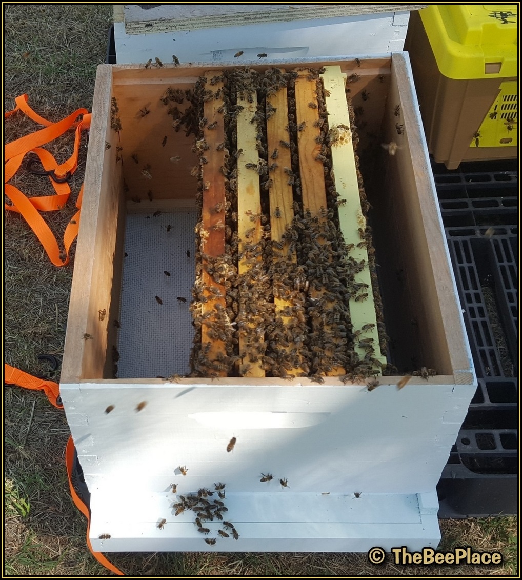 Bees covering frames inside hive after nuc frames installed