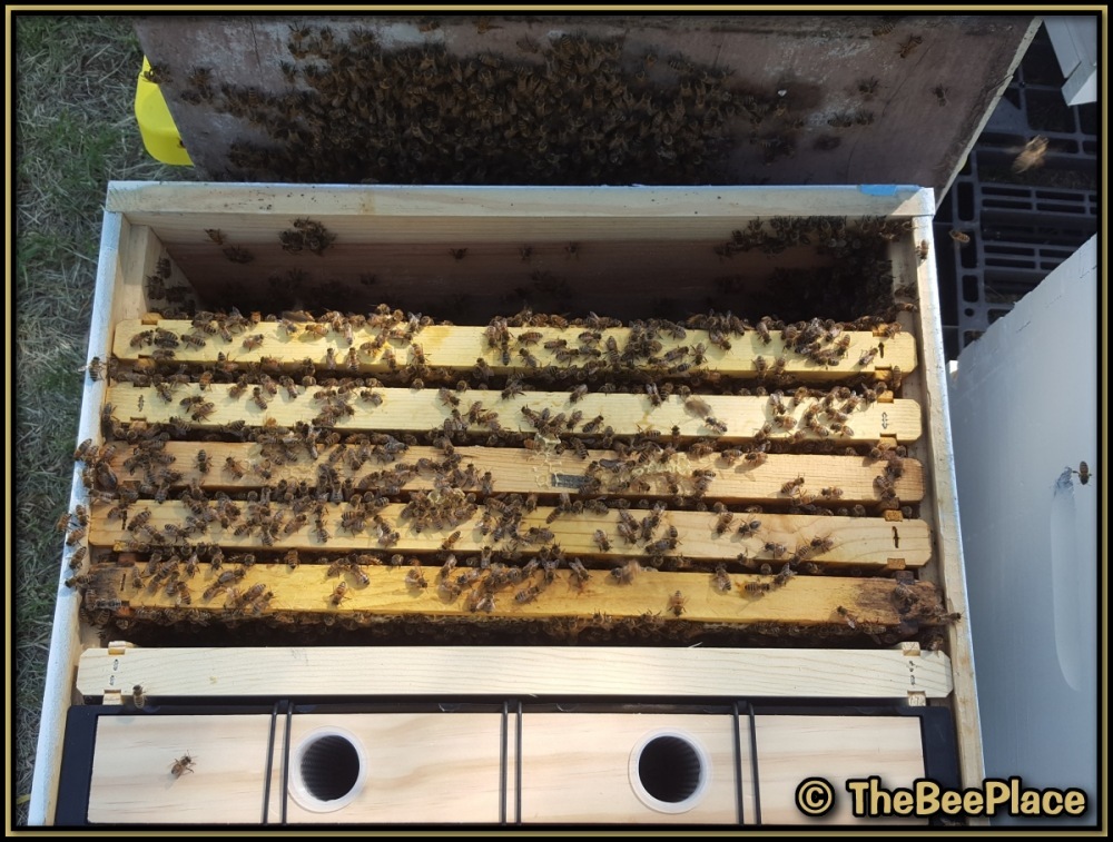 Hive box with nuc frames, feeder, and blank frames installed