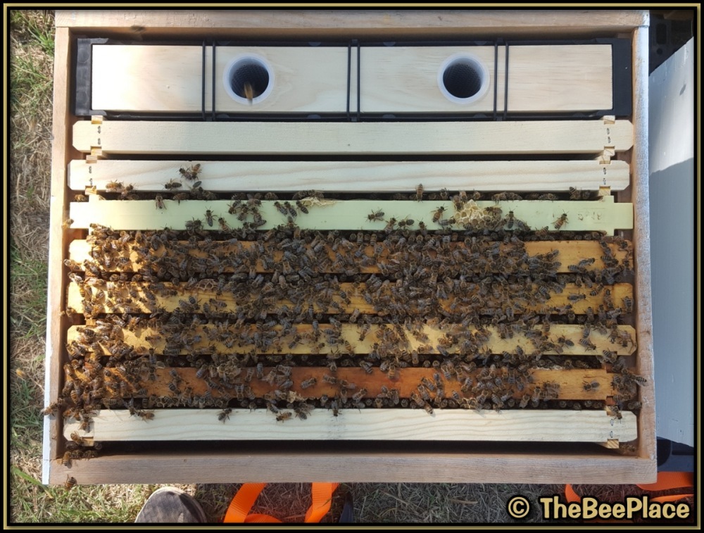 Top view of hive with frames pushed together and feeder installed