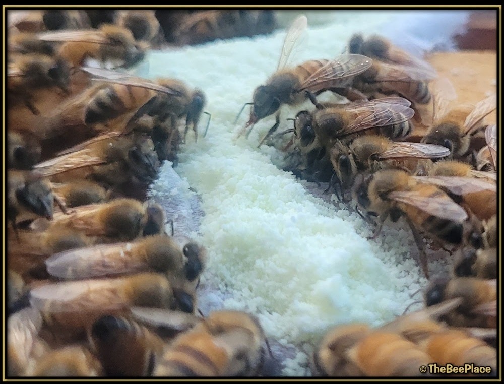Honey bees consuming powdered MelliferaBoost supplement placed on hive top bars for nutritional and immune support