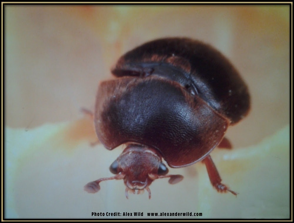 Small Hive Beetles 02