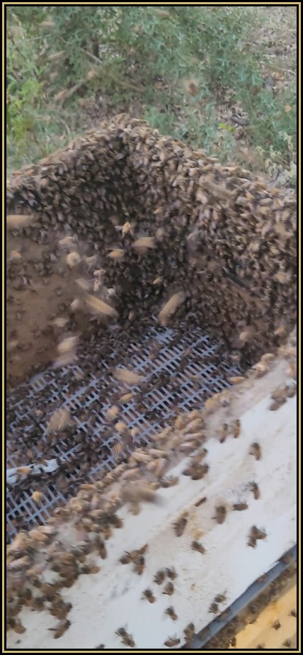 Worker bees moving through a queen excluder while larger queen is unable to pass, demonstrating how the excluder separates her from the colony