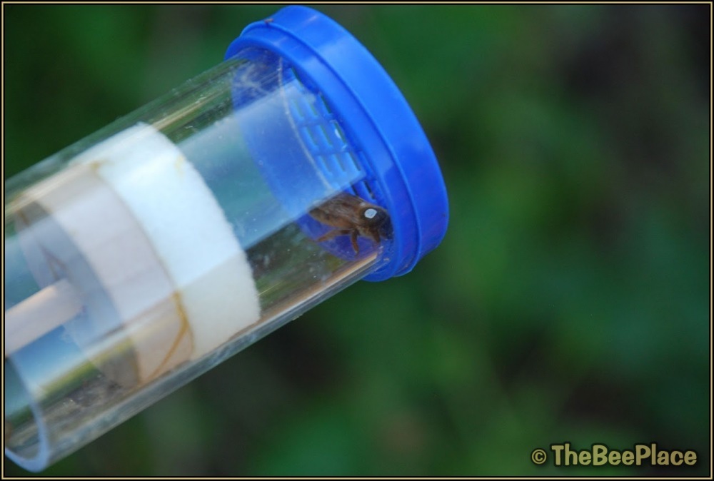 Queen contained in a plunger-style marking tube on top of a hive frame.