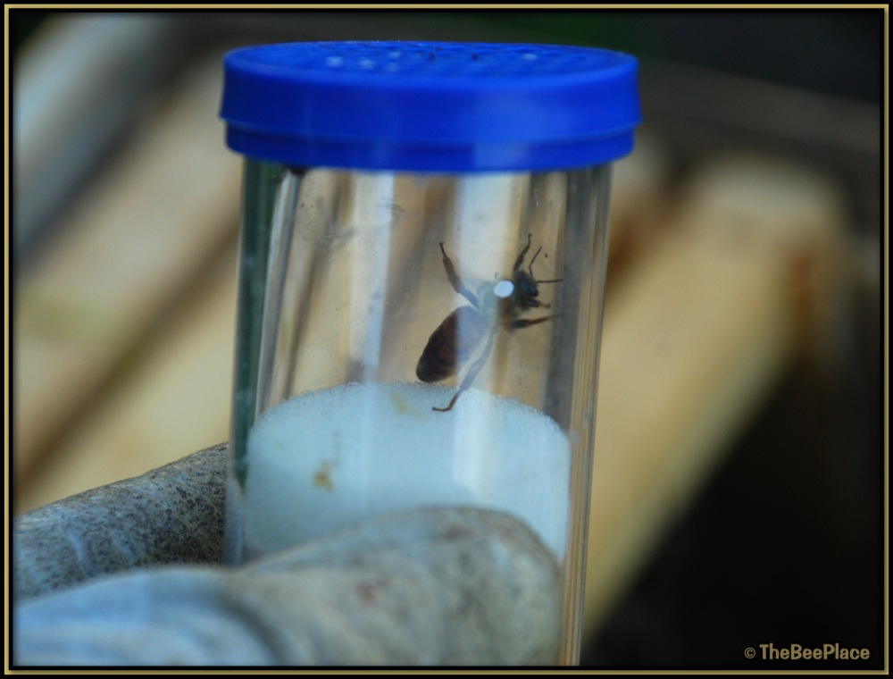 Freshly marked queen inside a plunger tube being held in place while the paint dries.