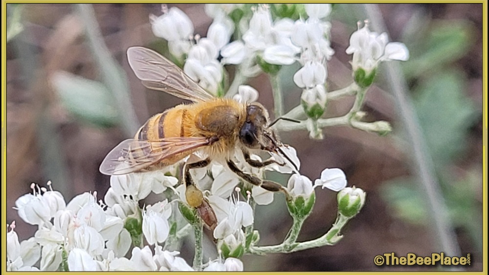 Bee Behavior 02