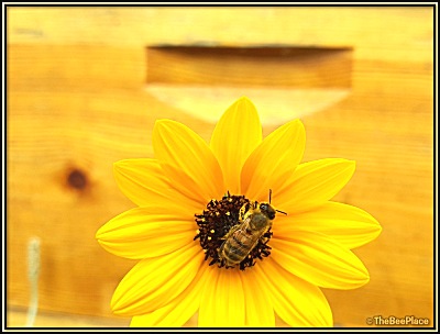 Bee Behavior