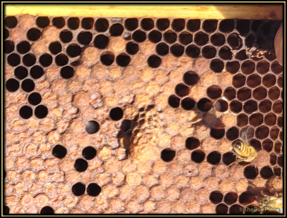 Supersedure Cells 01