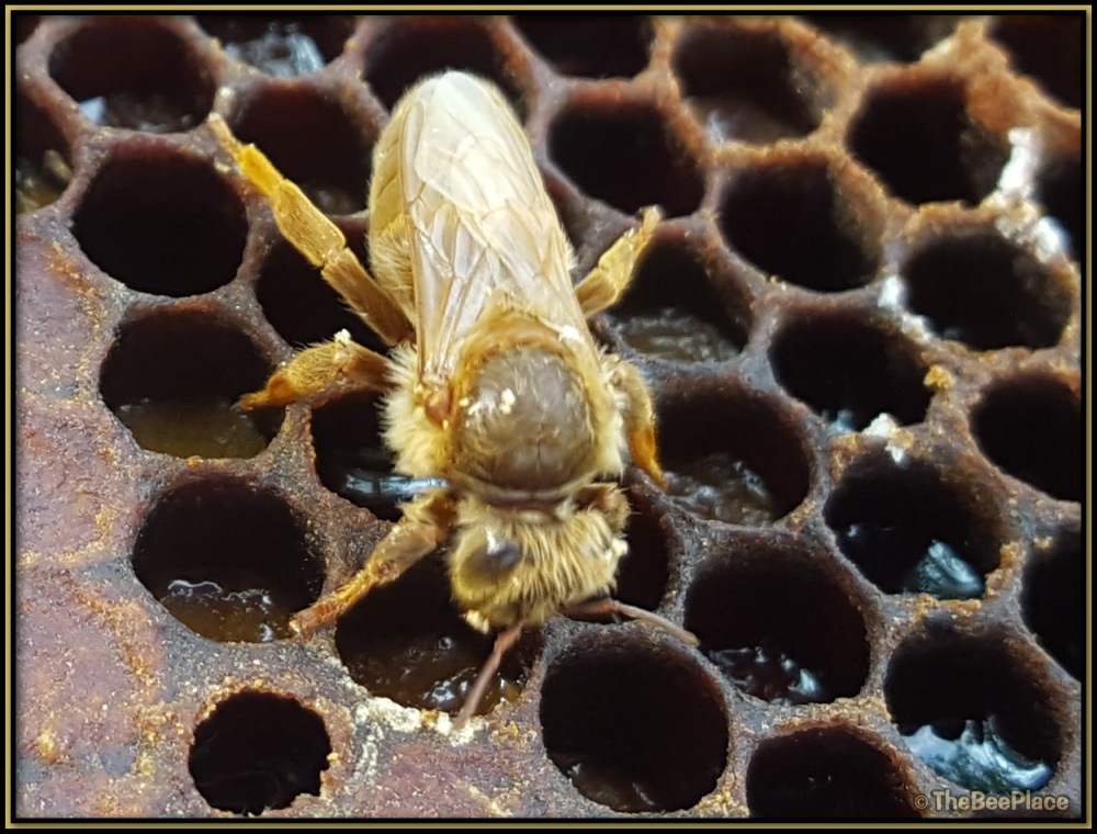 Virgin queen bee exploring comb after emergence while being inspected by a worker bee