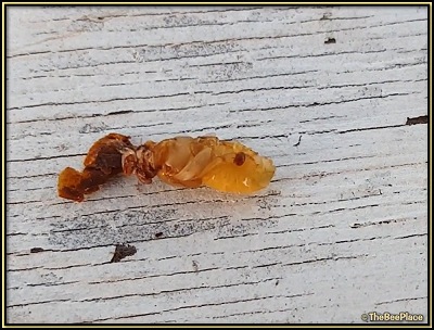 About Varroa Mites