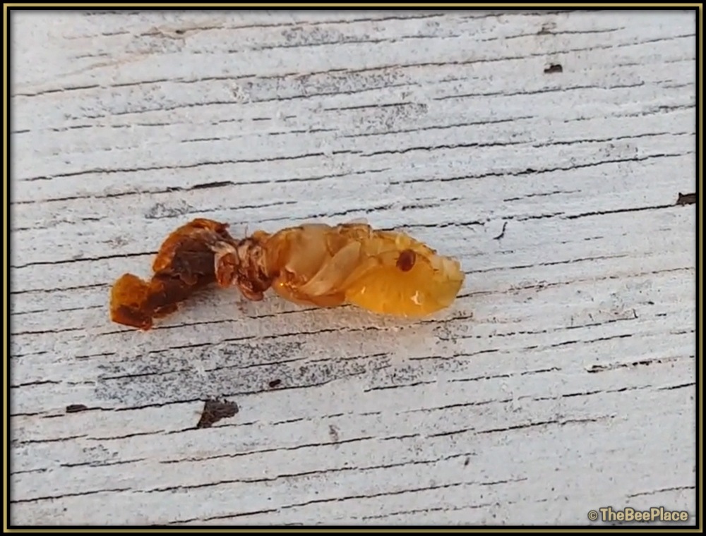About Varroa Mites