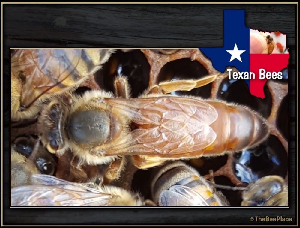 Breeding For Resistance 03