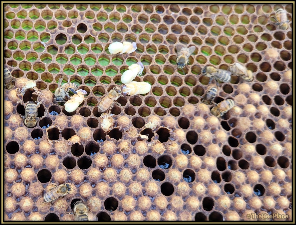 Checking For Mites 01