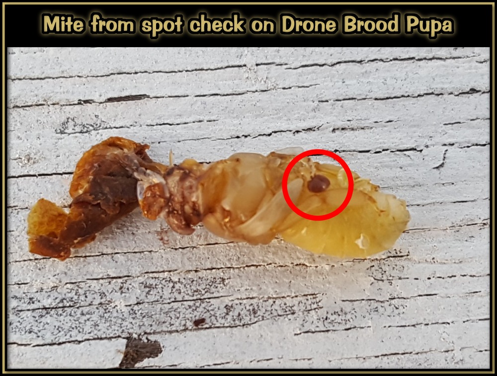 Checking For Mites 06