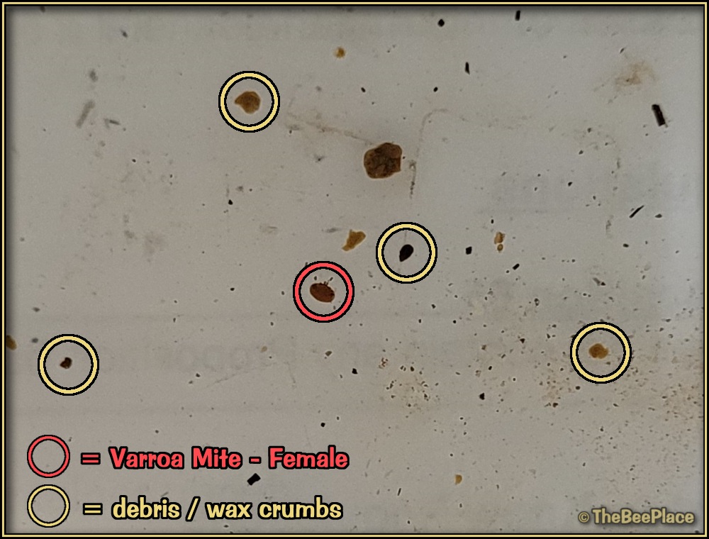 Checking For Mites 09