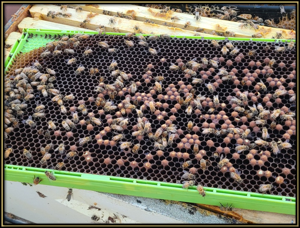 Treating For Mites 05