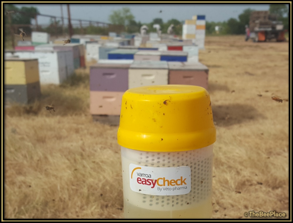 Treating For Mites 07