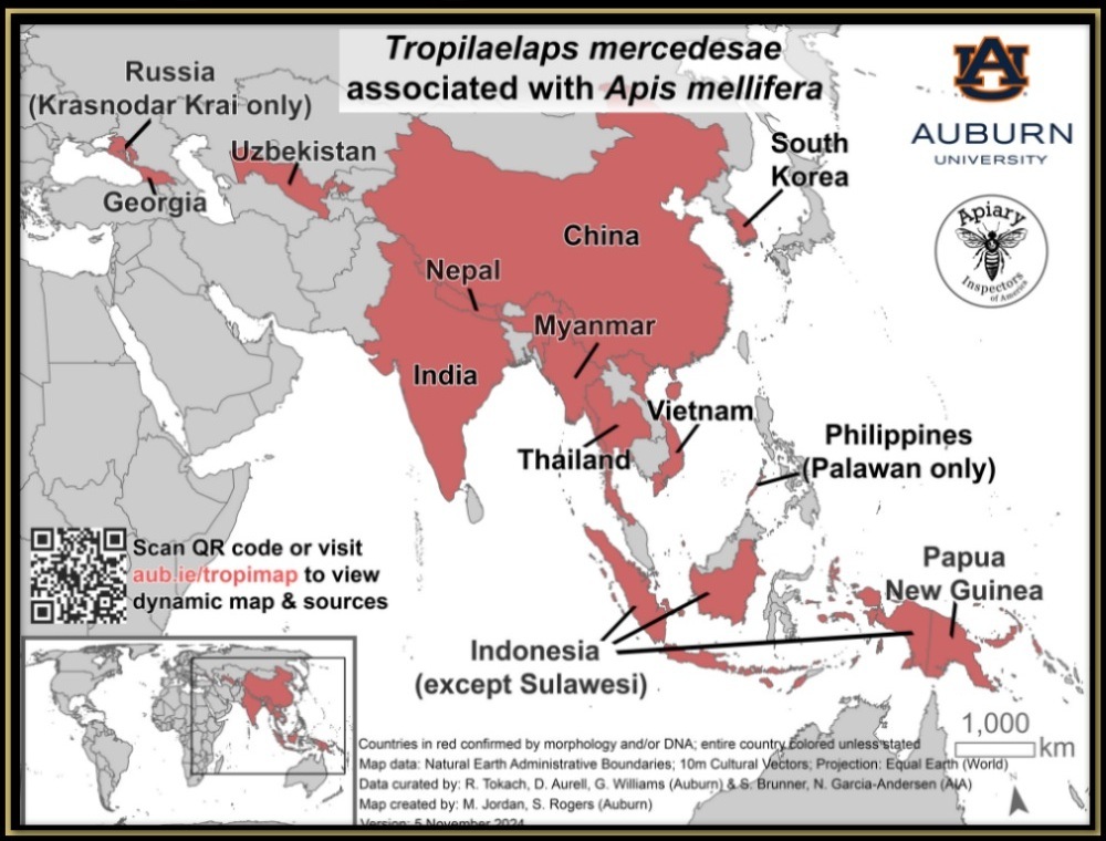 Tropilaelaps Mites 02