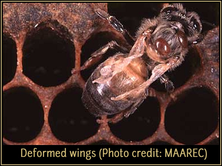 Varroa Behavior 05