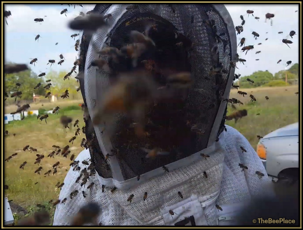 Beekeeper surrounded by aggressive honey bees at close range, showing intense hive defensive behavior
