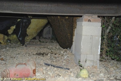 About Africanized Bees