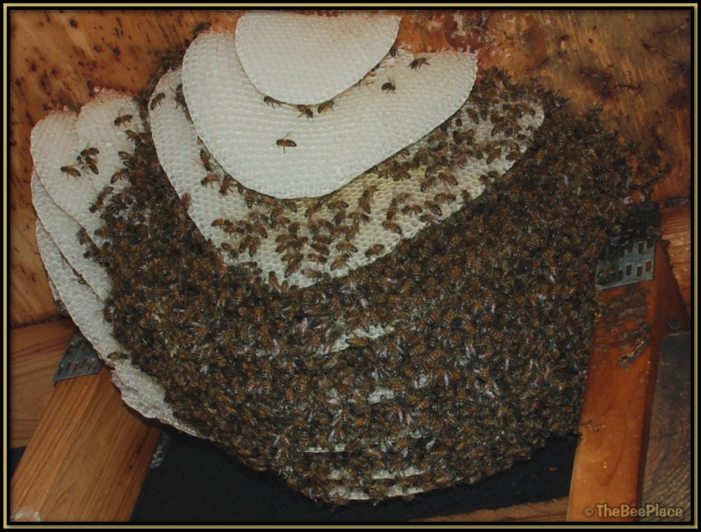 Exposed honeycomb during removal process showing brood and honeycomb attached to structure