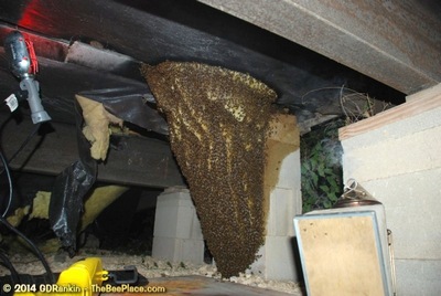 About Africanized Bees