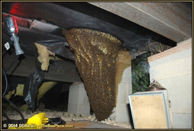 Exposed honeycomb during removal process, feral hive attached to underside of mobile home