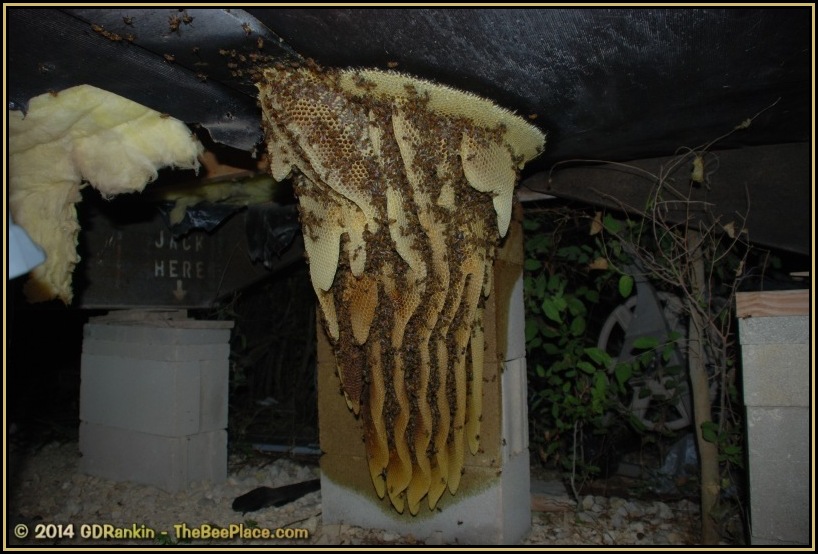Exposed honeycomb during removal process after bees were vacuumed out, showing brood and honey sections attached to structure