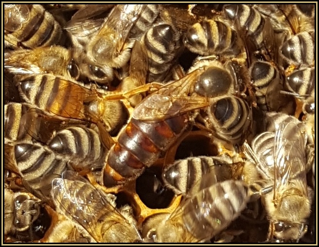 Exposed honeycomb during removal process after bees were vacuumed out, showing brood and honey sections attached to structure