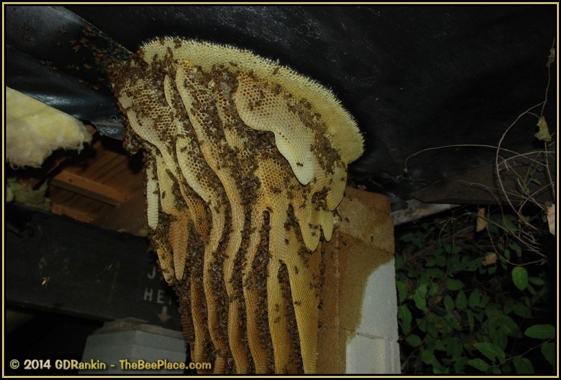Exposed honeycomb during removal process after bees were vacuumed out, showing brood and honey sections attached to structure