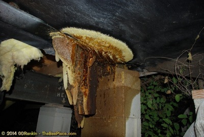 About Africanized Bees