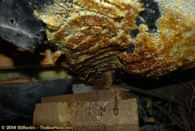 About Africanized Bees