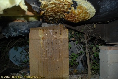 About Africanized Bees