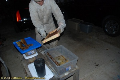 About Africanized Bees