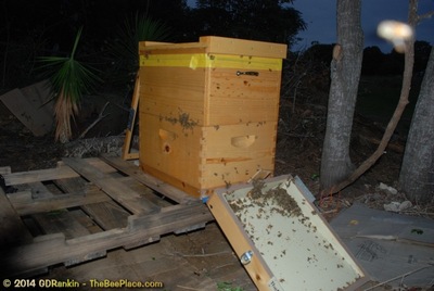 About Africanized Bees