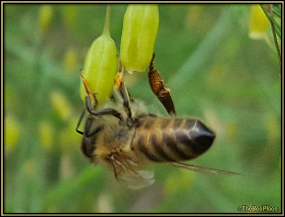 Italian Bees 04