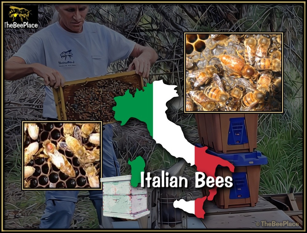 Italian Bees 06