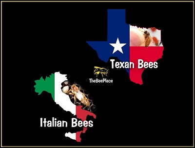 Types of Bees